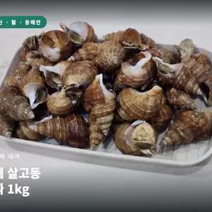 동해 살고동 소짜 1kg 살고동 고동 고둥 삶은고동 무침 술안주