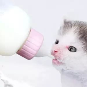 강아지 애기 고양이 우유병 젖병 세트 80-1 80ml 접병