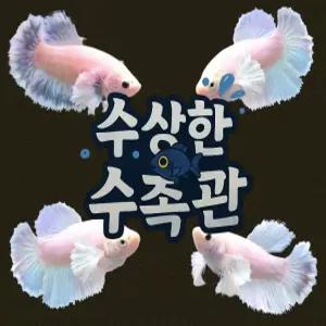 [수상한수족관] [하프문베타 ] 팬시 덤보 하프문 암컷 베타 / 1마리 / 랜덤발송