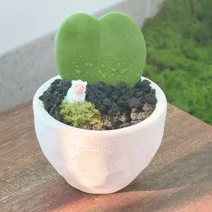 하트 호야 다육이 다육 미니 식물 화분 집들이 승진 개업 축하 선물 키우 쉬운 선물