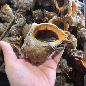 [롯데백화점]브로드아미(식품) 참소라 생물 국내산 늘푸른 여수 빙장 직송-참소라 1kg (4-10미)