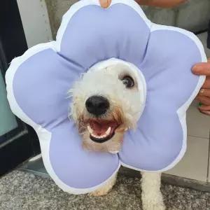 퍼플 꽃피는 쿠션 넥카라 강아지 고양이 L