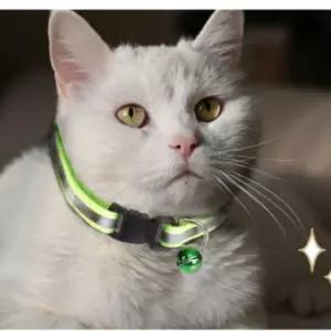 PET 고양이 목걸이 야간 빛 반사 사이즈 조절 방울 인식표 원룸 고양이집사