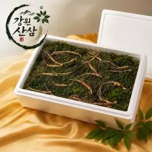 강원산삼 10년근 산양산삼  5뿌리