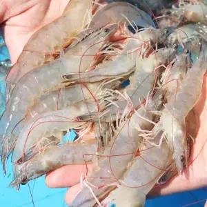[롯데백화점]오초록 [바다담음] 산지직송 신안 생물 왕 새우 1kg(40-45미 내외)