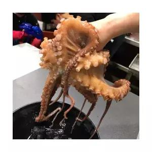 통영 산지직송 자연산 활 돌문어 활문어 생문어 1kg 산소포장 생물문어 제수용 가정용