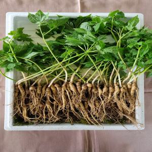 천생삼 지리산 해발 600m 싹대삼 3년근 50+5뿌리 산삼 산양삼 산양산삼 장뇌삼