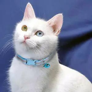 일안 고양이 목걸이 인식표 펫목걸이 고양이목방울