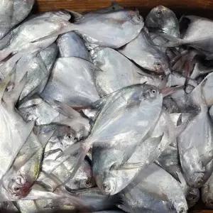 병어 1kg 급냉 횟감 냉동 병어회 병어조림 은병어 손질