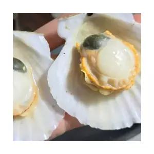 당일조업 산지직송 국내산 활 참가리비 1kg 2kg 홍가리비 캠핑 조개구이