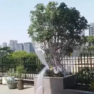 410m 새 방지망 곤충 예방 흰색 메쉬 과일 나무 그물망 재사용 가능 강력한 보호망