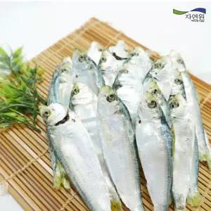 [자연원] 국내산 완도 디포리(밴댕이) 1.5kg(특)