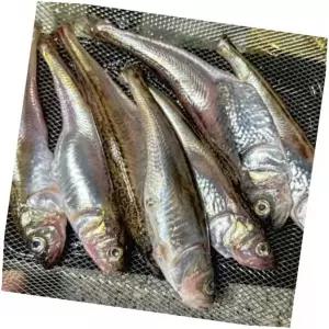 알도루묵 도루묵요리 급냉 제철생선, 1kg