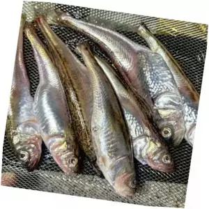 급냉도루묵요리, 1.5kg