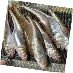 도루묵 해산물 구이생선 술안주, 2kg