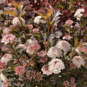 친구식물 국수나무 타이니와인 15cm화분묘 조경수