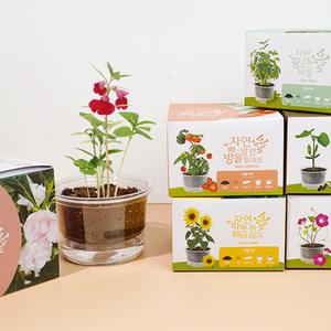 자연애 마이가든 식물 키우기 미니화분 씨앗 꽃 기르기 화분 세트 저면관수 해바라기 봉선화 강낭콩