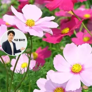 지금 필요한 야생화씨앗 씨앗 야생화 꽃씨 코스모스 정원 20g 종자