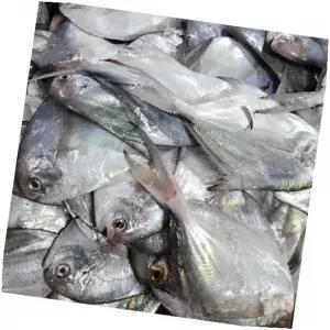 횟감병어 흰살생선 반건조생선 급냉, 1kg