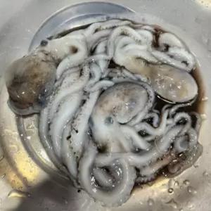 살아있는 산낙지 생낙지 뻘낙지 국산 생물 (한입낙지7마리)