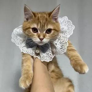 애견 고양이 레이스 턱받이 블루 M 강아지스카프