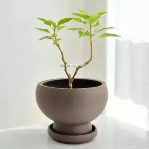 디자인화분 베트남토분 D19x14cm 받침셋트 화분선물 식물인테리어
