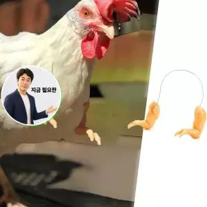 지금 필요한 재밌는 코디 반려닭 의손 스킨색 애완용의팔 닭팔달기 남자반팔티