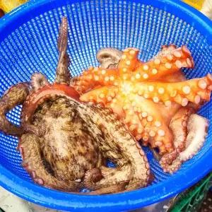 [미스터팜팜]여수직송 생물 문어 돌문어 2kg(4~6미내외)