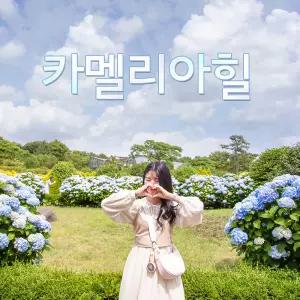제주 카멜리아힐 입장권(가볼만한곳/관광/제주투어/자유여행/가족/친구/연인/아이와함께/테마파크/이색