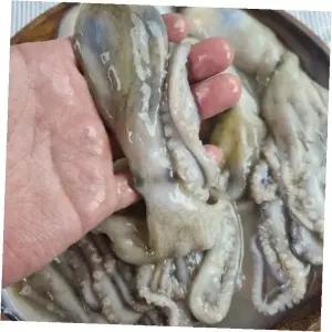 냉동 손질 낙지 해산물 연포탕 볶음 요리 재료 가정 식탁 반찬 조리용 신선 보관