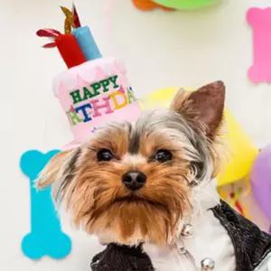 보따리라운지 강아지 생일초 머리띠 소 핑크 강아지생일파티