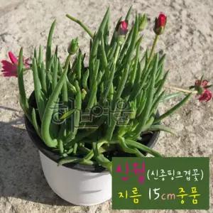 오라몰랑 신월 (신려 겹송엽국 노지월동) 지름 15cm 중품다육화분 (좋은흙만사용)