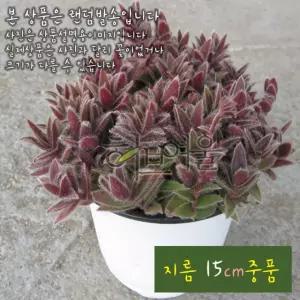 오라몰랑 소말리아 달개비 (꽃이이쁜달개비) 지름 15cm 중품 다육화분 (좋은흙만 사용한 건강한식물)