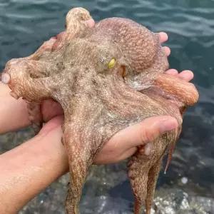 통영산 돌문어 1kg