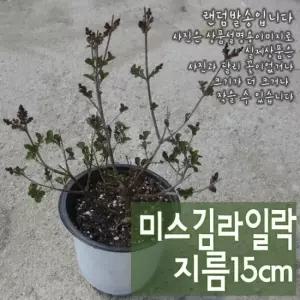식집사 야생화화분 15cm 중품 노지월동 향기나는 식물
