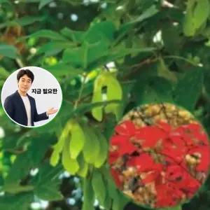 지금 필요한 복자기나무 품종 50립 씨앗 나무 종자 낙엽교목 종자판매