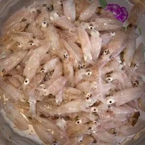 국내산 생물 호레기 꼴뚜기 500g 30-40미 내외