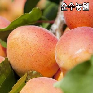 왕살구나무 묘목, 하코트(하코드) 접목1년 뿌리묘(특) 3개/유실수/과실수