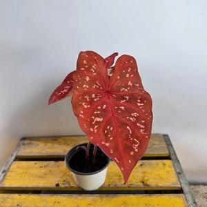 칼라디움 버닝하트(색상이 화려해요)높이 20~30cm