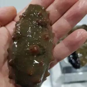 통영 해녀가 직접 채취한 자연산 참해삼 해삼 회 500g 1kg 당일채취