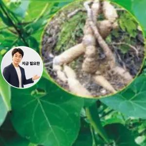 지금 필요한 100립 종자 품종 식재 산야초 백하수오 씨앗 작물 정원꾸미기