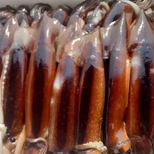 [딜픽]산지직송 생물 초코 오징어 8-10미/총2kg내외