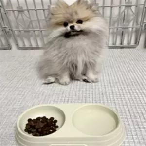 강아지 반려동물 애견 2구 밥그릇 물그릇 식탁 식기 휴대용