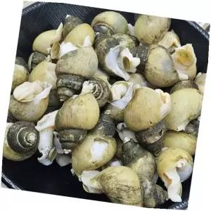 골뱅이무침 냉동 술안주 감칠맛 바다, 2kg