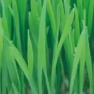 종묘사 밀싹 새싹채소 키우기용 캣그라스 홈가드닝 고양이 300g
