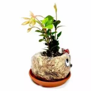 토피어리 중급 만들기재료 만들기DIY 아동미술재료