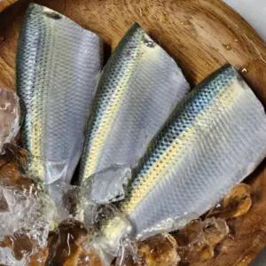 국내산 제철 생물 전어 500g 전어회