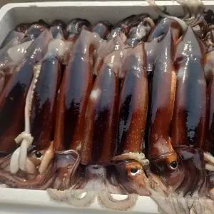 탱탱 생물 오징어 1kg(4~6미 내외)