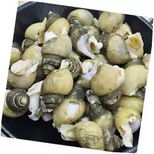 골뱅이 냉동해산물 식감 무침 바다 감칠맛, 3kg