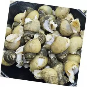 골뱅이요리 냉동 바다골뱅이 무침 감칠맛 급냉, 4kg